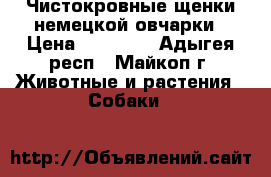 Чистокровные щенки немецкой овчарки › Цена ­ 10 000 - Адыгея респ., Майкоп г. Животные и растения » Собаки   